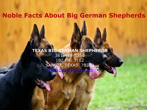 Texas Big German Shepherds Noble Facts About Video