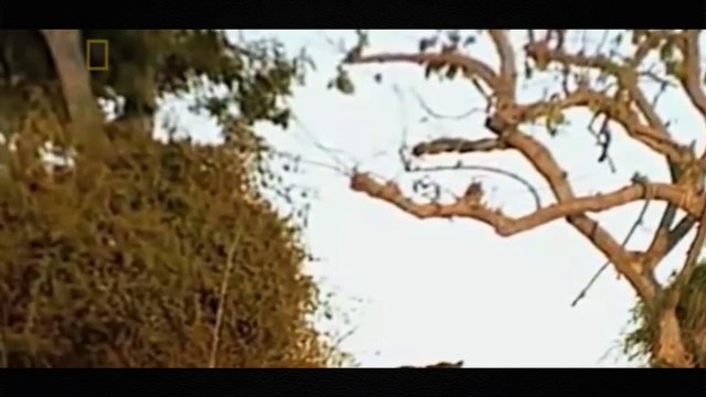 National Geographic | Wild Animal Documentary - Amazon animals 2015