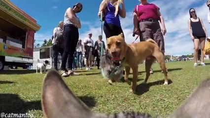 Кот и 50 собак