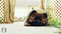 Funny Animal Videos - Chow Chow Puppy Falls Asleep - PuppyLove
