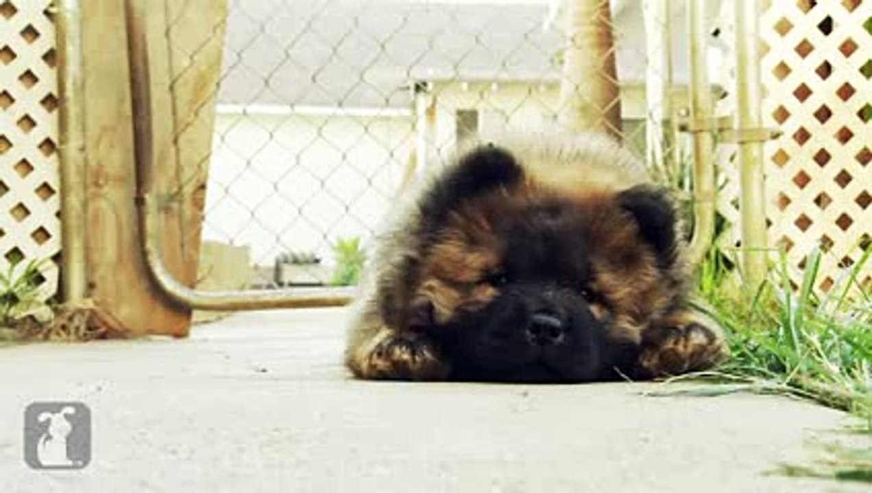 Funny Animal Videos - Chow Chow Puppy Falls Asleep - PuppyLove