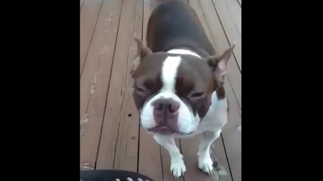 Boston Terrier Puppy Sounds Like He Was Born On A Farm