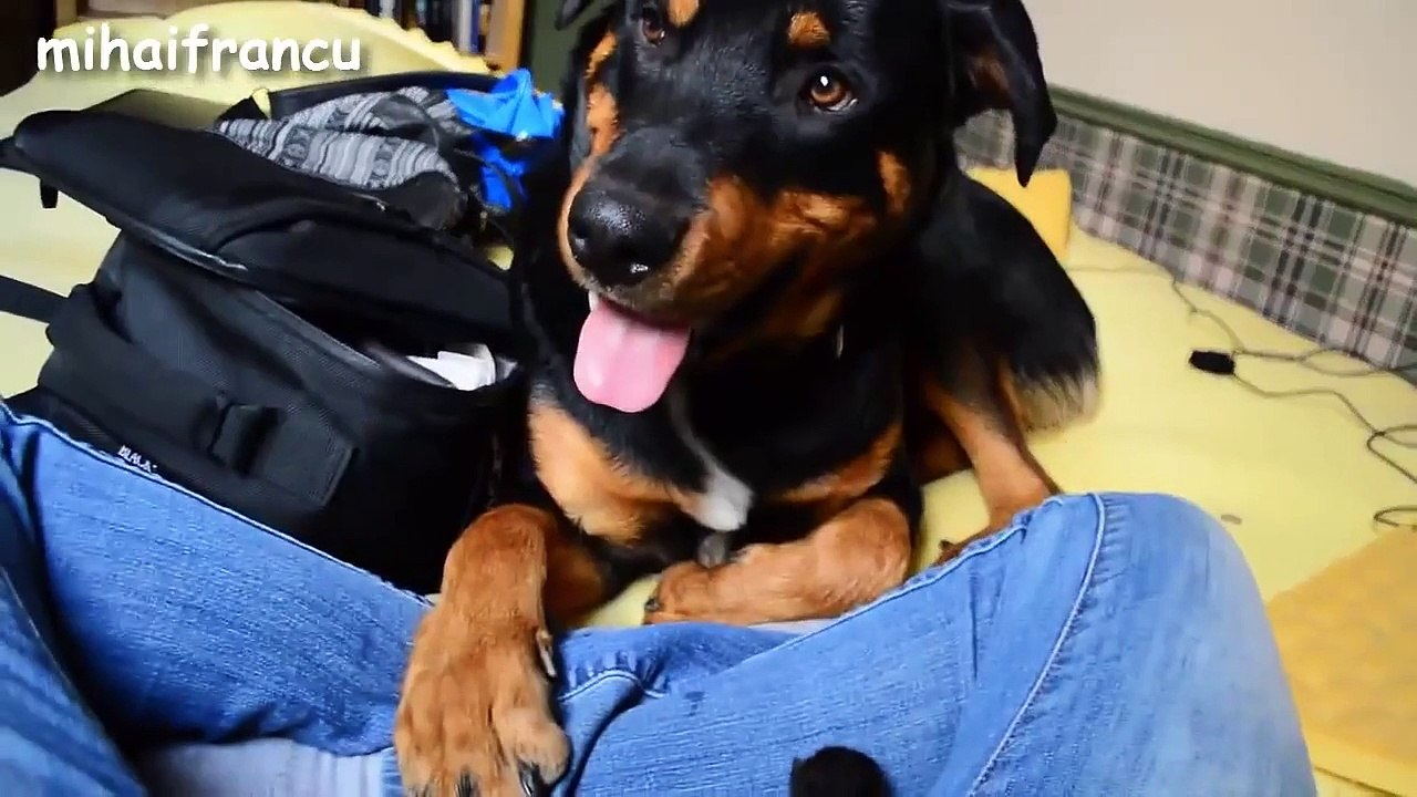 Best Of Dogs Meeting Kittens For The First Time Compilation