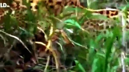 Leopard brutal fight : Incredible Battle for Survival! [Wildlife Documentary]