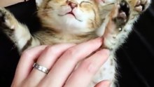 Caress.Funny video