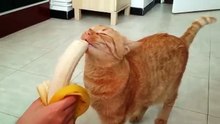 And cats like bananas.