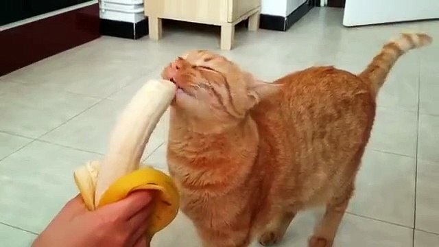 And cats like bananas.