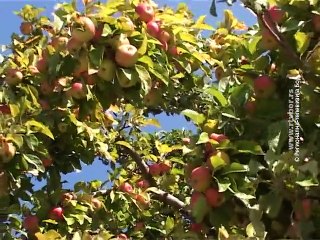 Selo moje, 01. novembar 2015. (RTV Bor)