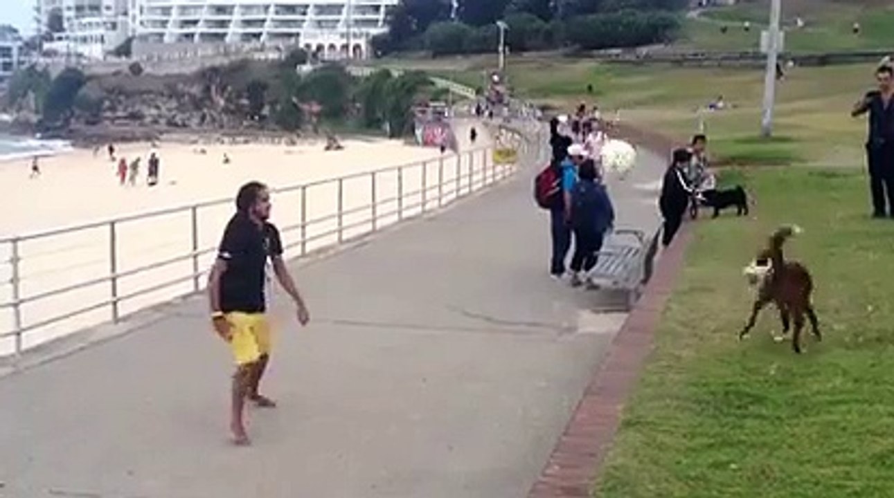 Jouer au foot avec son toutou