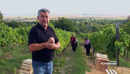 Berba grožđa u Slankamenu_418_19.09.2015.