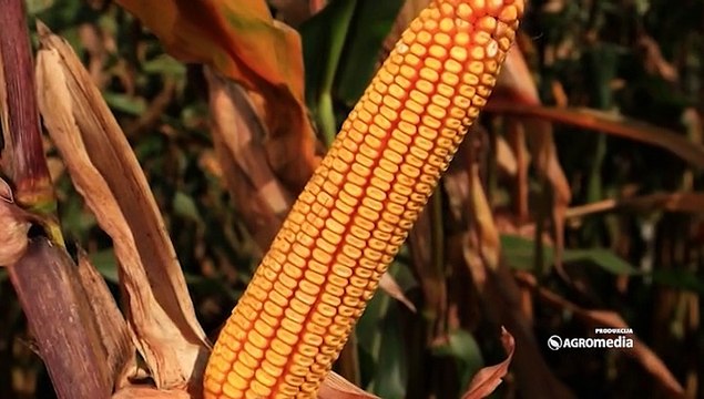 „Dani polja“ Instituta za kukuruz „Zemun polje“_418_19.09.2015.