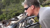 Feeding Kookaburras  Bird Got Your Tongue