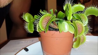 Ever wondered what would happen if you put your finger in a venus flytrap?