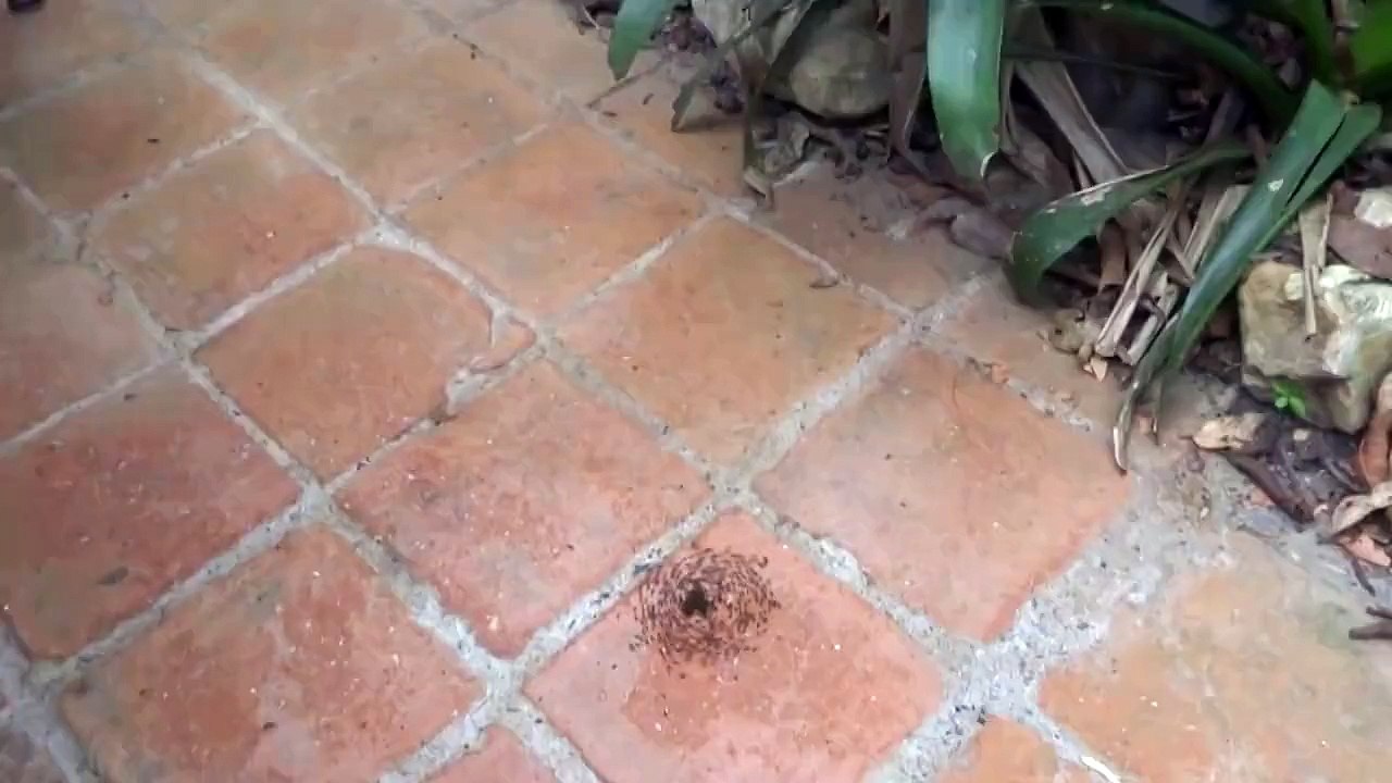 Le vortex de la fourmi
