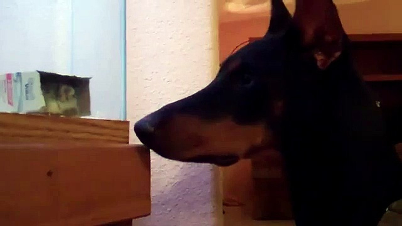 Qui pereglyadit. Drôle de chien et drôle hamster en regardant les uns les autres