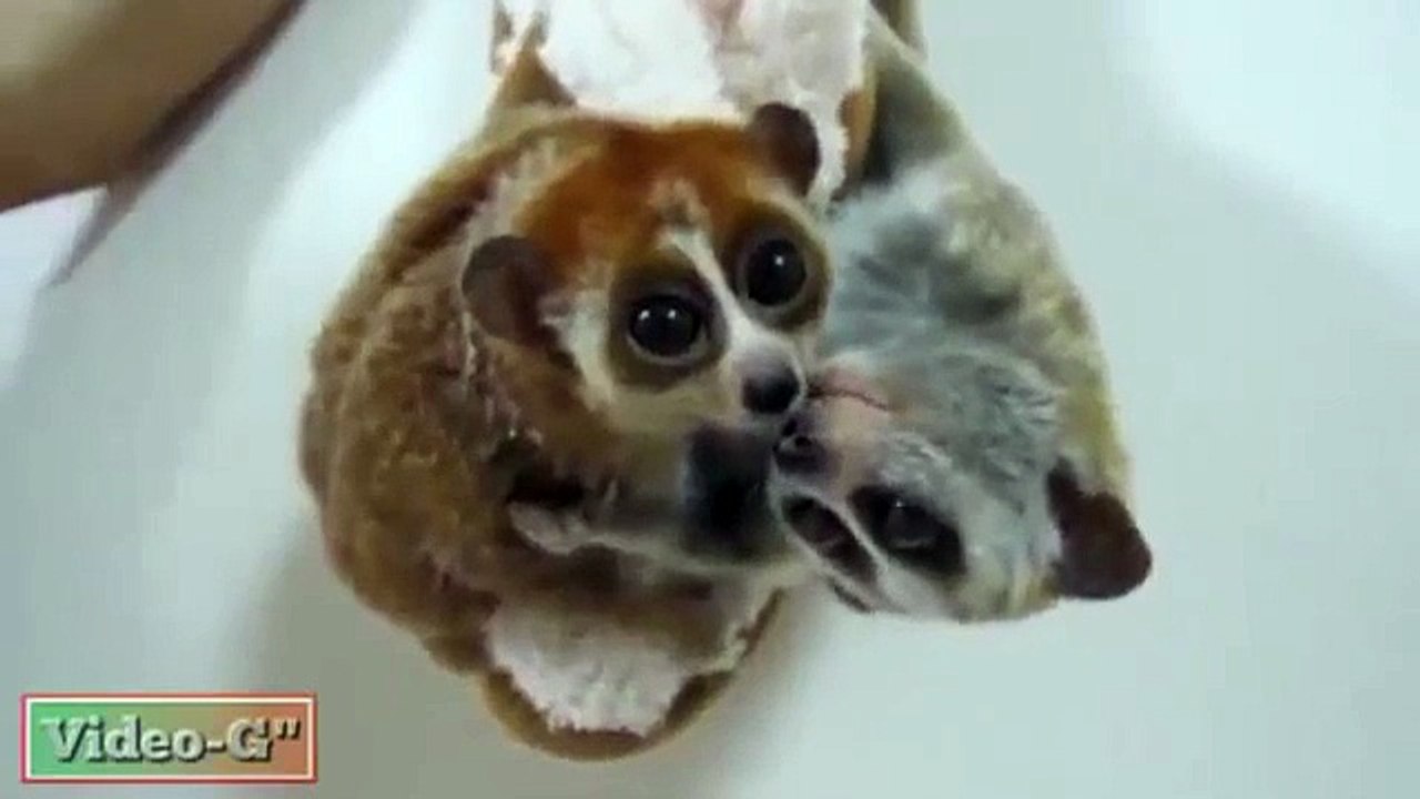 Enfants tendres lémuriens. Deux blagues Lemur