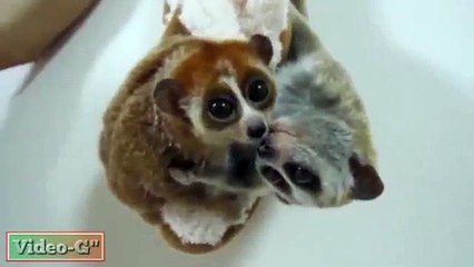 Enfants tendres lémuriens. Deux blagues Lemur