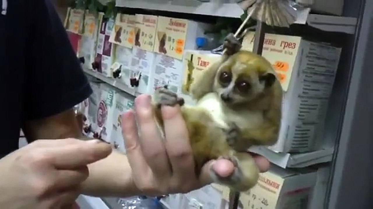 Lemur dort sous un parapluie. Drôle lémurien dans la paume d'une personne