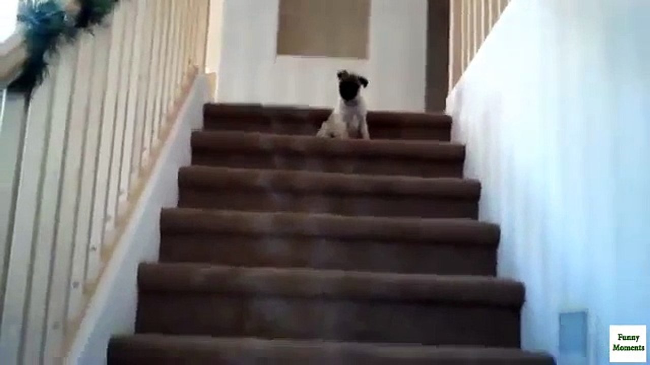 Escaliers pour les chiots. Funny dog sur les escaliers