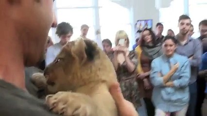 Je adore le petit lionceau. Lion drôle baisers et des caresses propriétaire