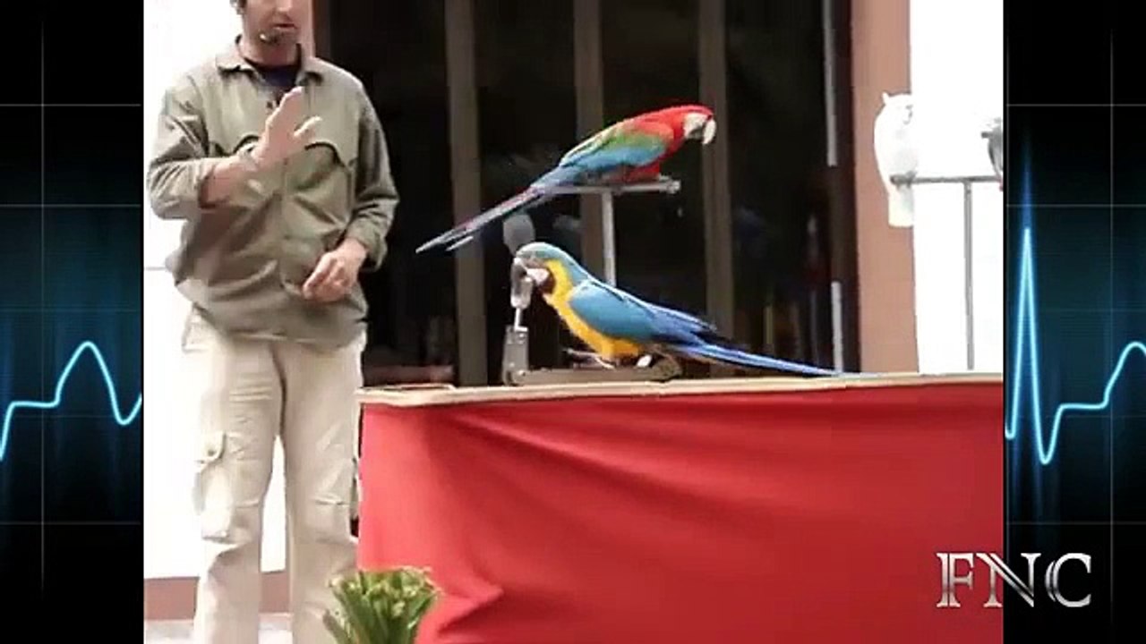 Pédale. Drôle perroquet sur un vélo et pas seulement