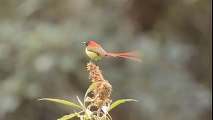 Fire-tailed Sunbird ♥ - أجمل ما ترى عيناك ღ طيور ღ