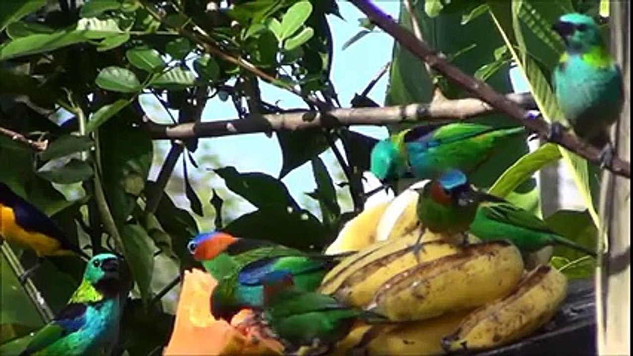 Green-headed Tanager ♥