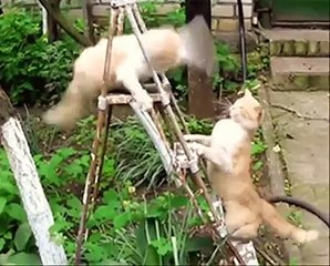 Funny Animals Funny Fails & Jokes 2015 - Try not to Laugh Extreme