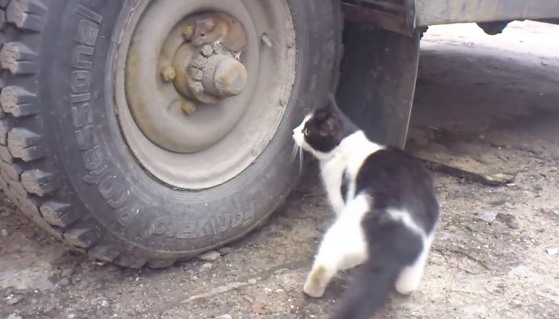 Tom Et Jerry Dans La Vraie Vie Video Dailymotion