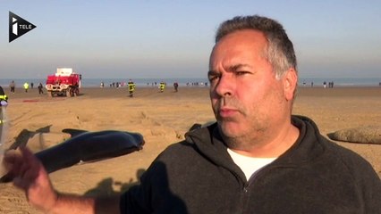 Dix baleines se sont échouées sur une plage à Calais