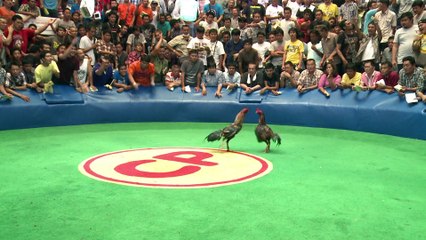 Le combat de coqs, une tradition bien vivante en Thaïlande