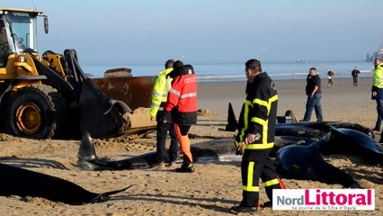 Baleines échouées à Calais: le difficile travail des sauveteurs