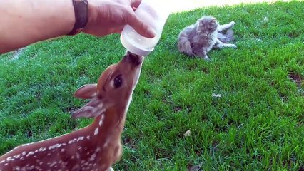 Learning to drink from a bottle. Baby deer rescue and realease