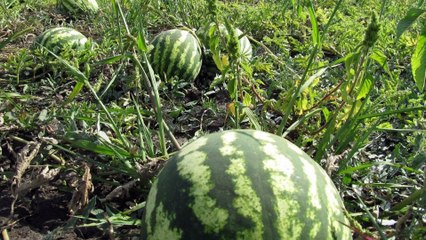 Bilan de la saison 2015 Matthieu