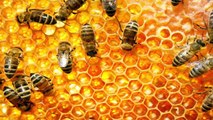 حقائق مُدهشة عن الكائنات الأكثر تنظيماً.. النحل