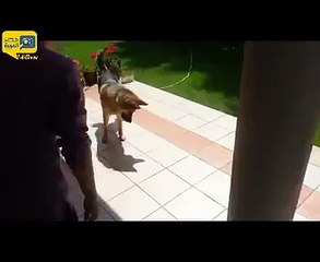 Dog chasing his shadow (كلب يطارد ظله)