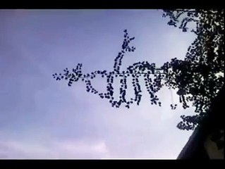 Allah ki qudrat darakht pr Allah ka name