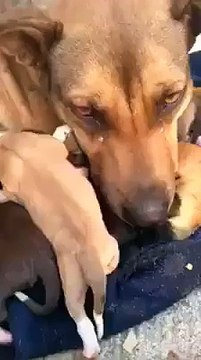 Cette chienne pleure après avoir été sauvée avec ses chiots...