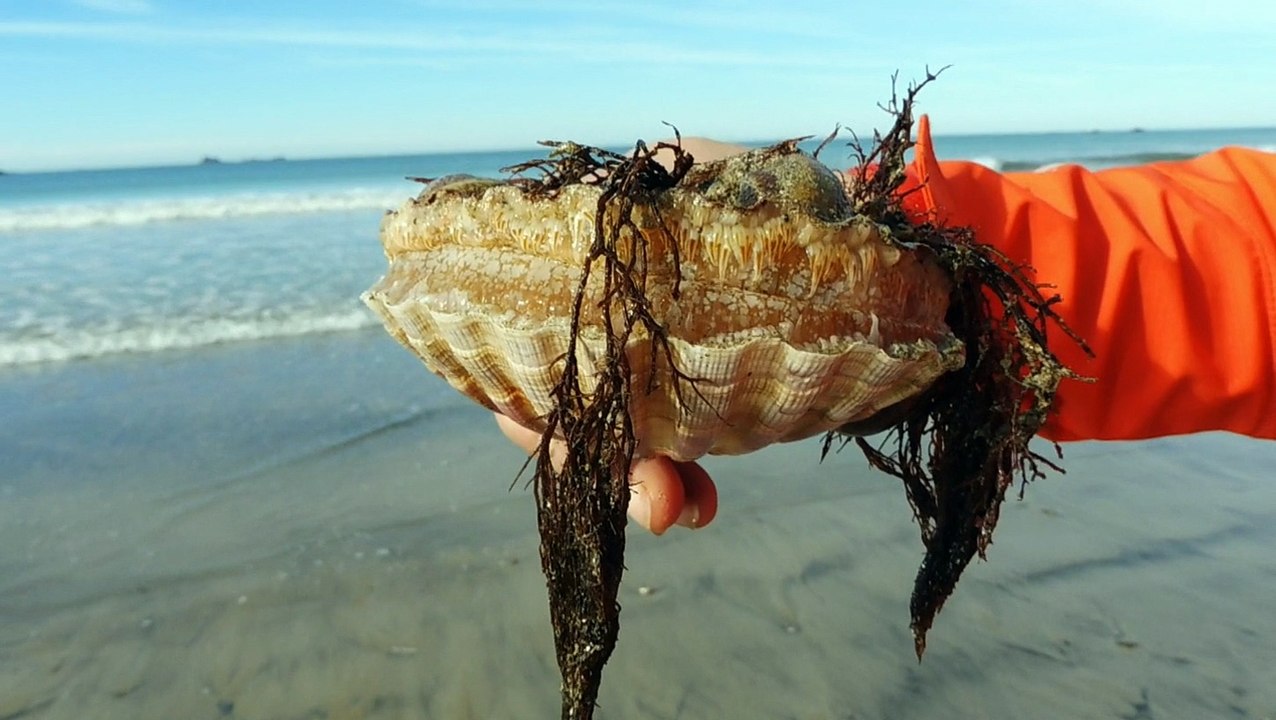 Rencontre avec une coquille St Jacques