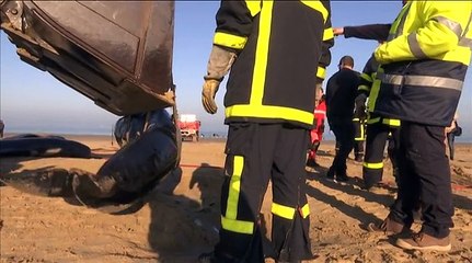 Calais : dix baleines s'échouent sur la plage