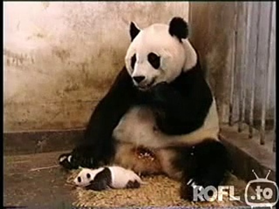Panda Sneezes Unlimited LOL Video