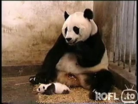 Panda Sneezes Unlimited LOL Video