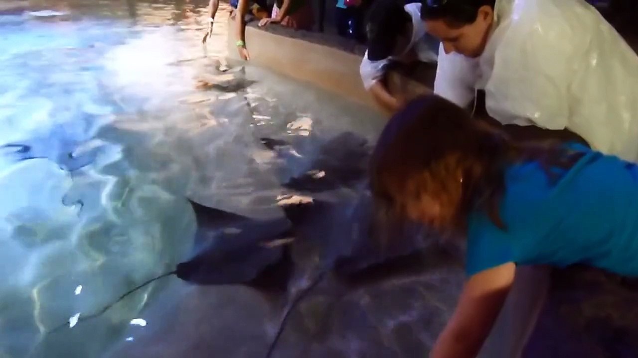 Girl Falls In Stingray Pool
