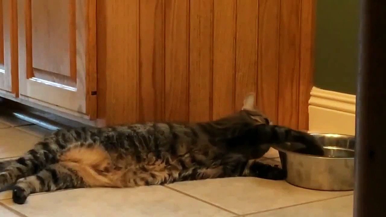 Ленивый кот