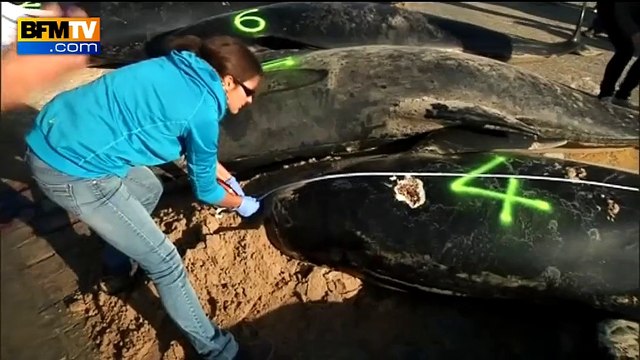 Dix baleines échouées sur la plage de Calais