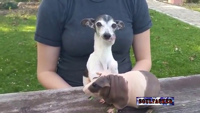 Подборка приколов за Август Июль 2015 угар смешное FAil A Selection of jokes for August 2015