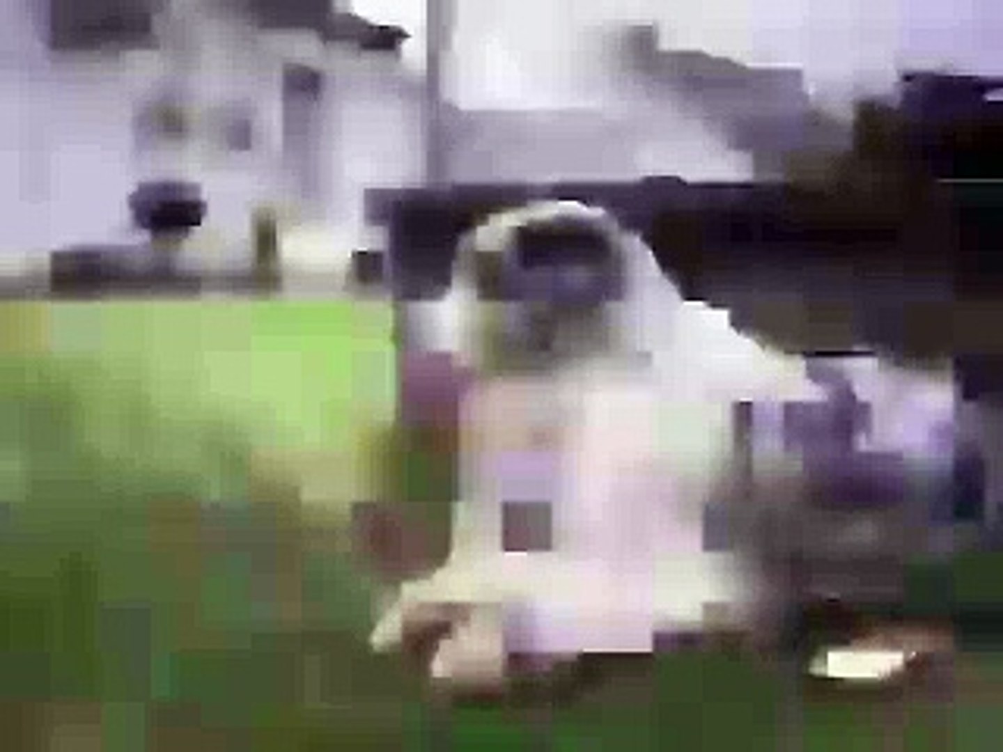 DOG SMOKING CIGRETE..UNIQUE DOG