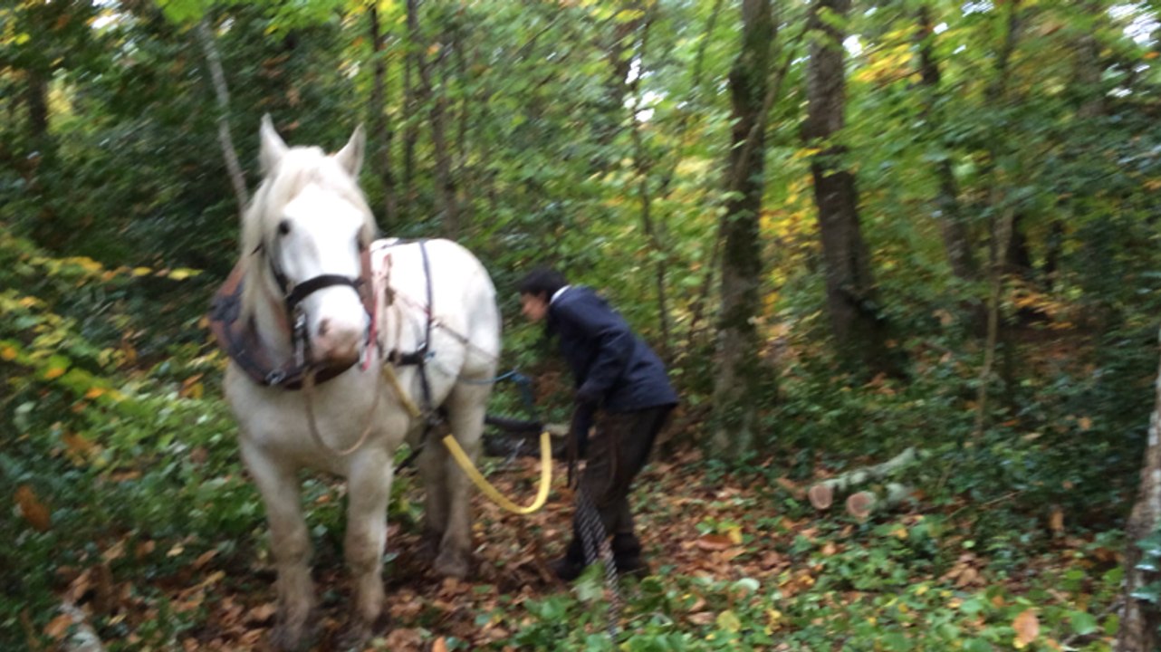 Débardage dans les bois de Beauport