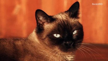 Study says your cat would kill you if it was bigger