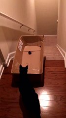 Tricking cats into sliding down the stairs is hilarious